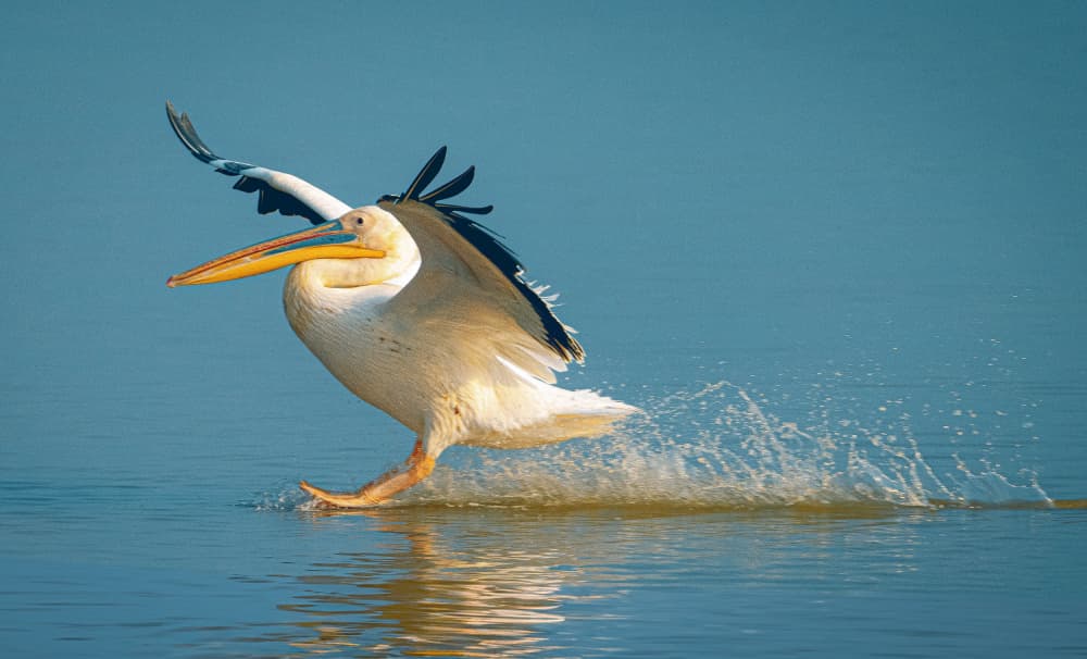 White Pelican Landing Splash by Hamza Qarooni — canvas wall art