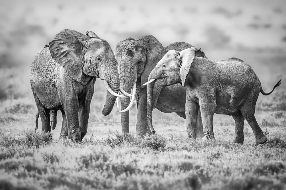 Majestic Elephant Family by Jeffrey C. Sink — canvas wall art