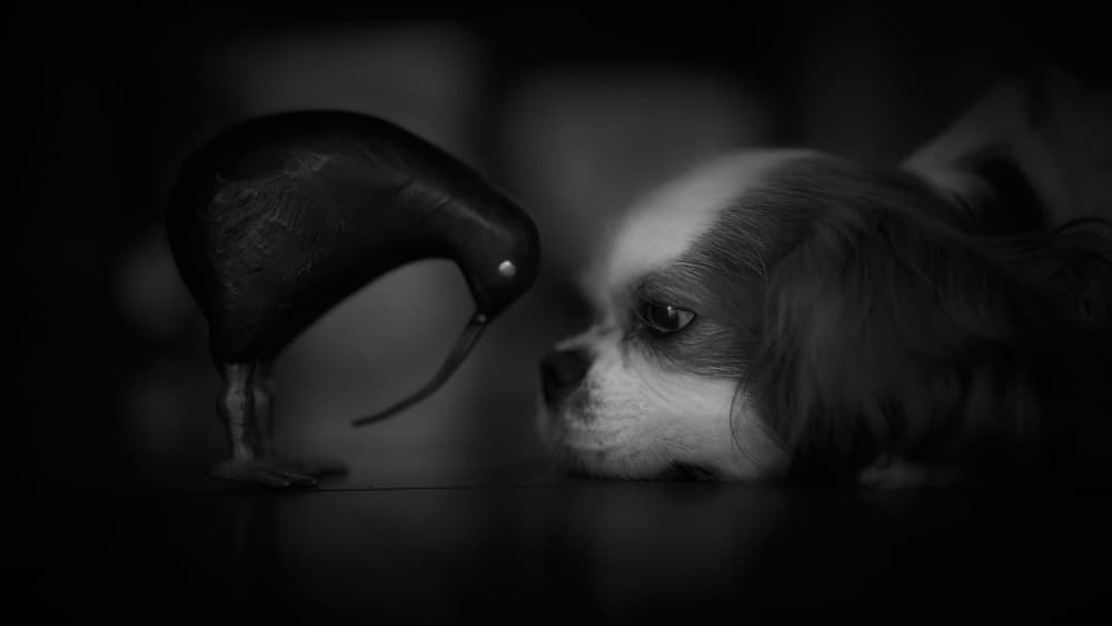 Curious Dog And Kiwi by Kaisyakuji Yushi — canvas wall art
