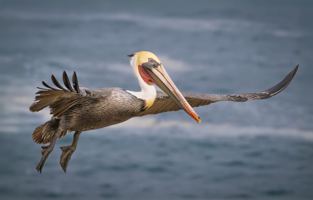 Pelican Gliding Over Ocean by Jeffrey C. Sink — canvas wall art