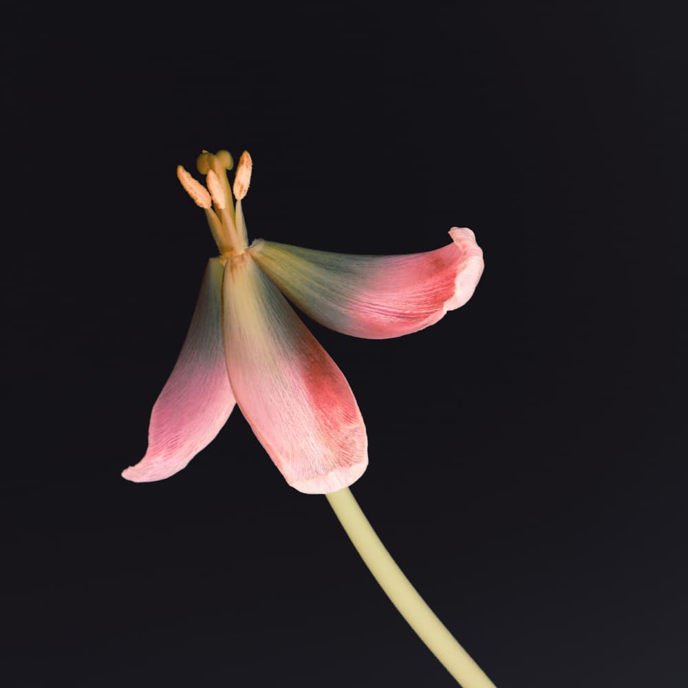 Fading Pink Tulip by Bilge Paksoylu — canvas wall art