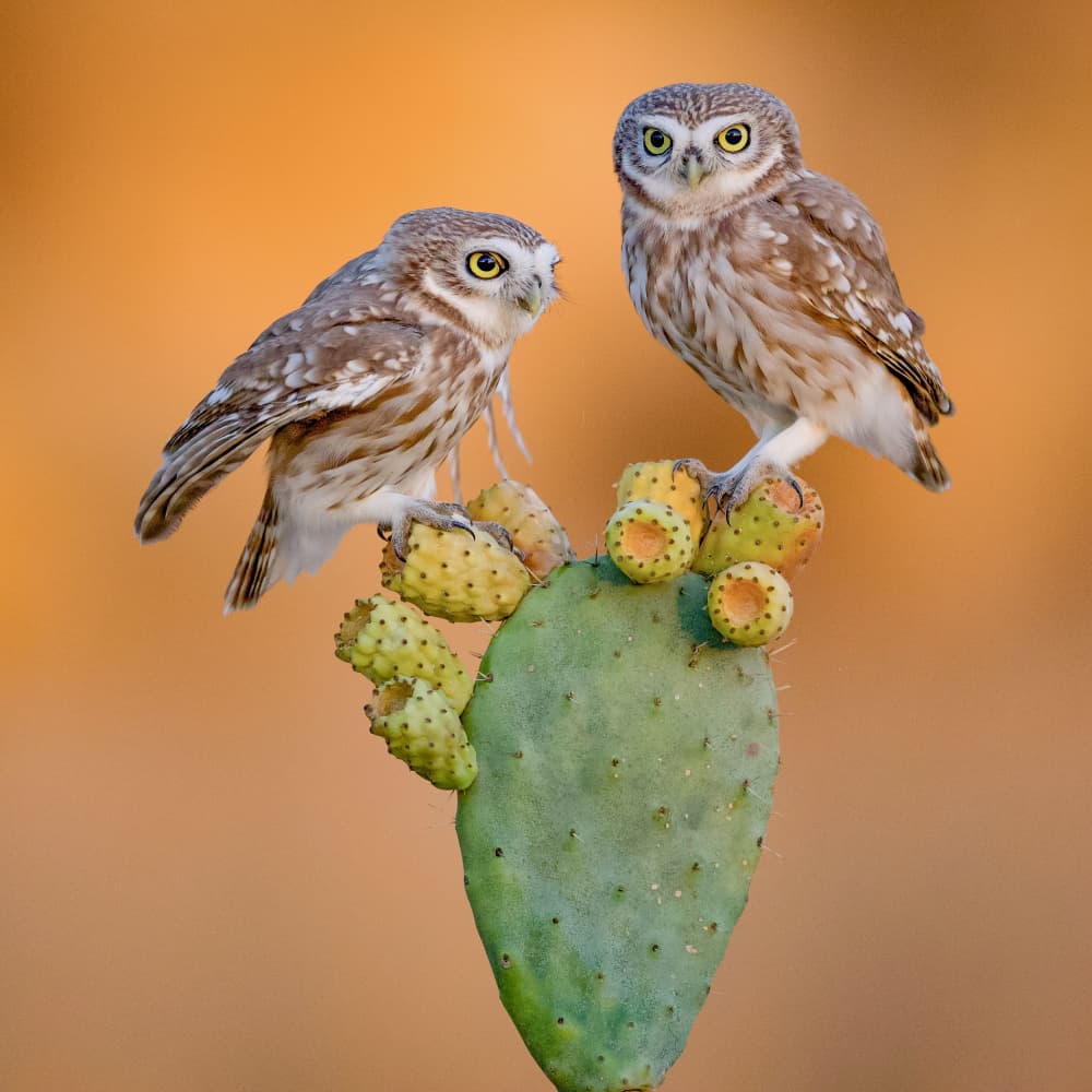 Little Owls On Cactus by David Manusevich — canvas wall art