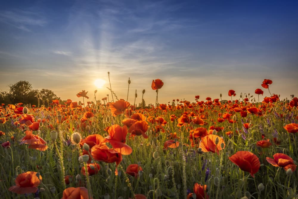 Golden Hour Poppy Field by Melanie Viola — canvas wall art