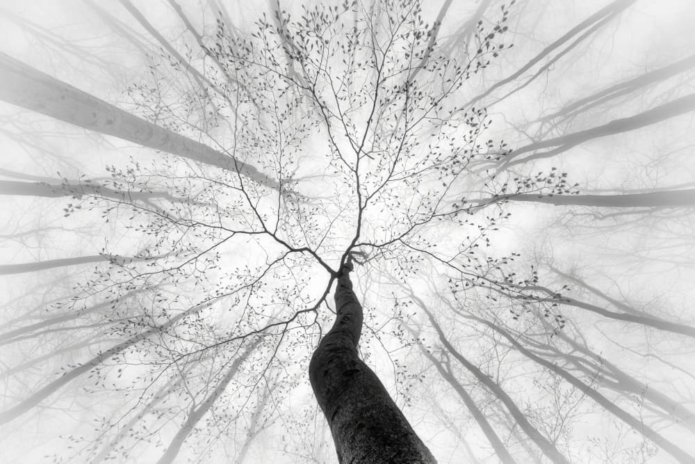 Misty Forest Canopy by Tom Pavlasek — canvas wall art