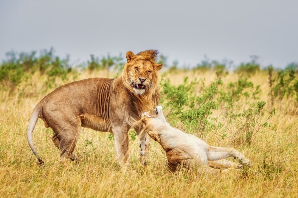 Savanna Lion Pair by Mohammed Alnaser — canvas wall art