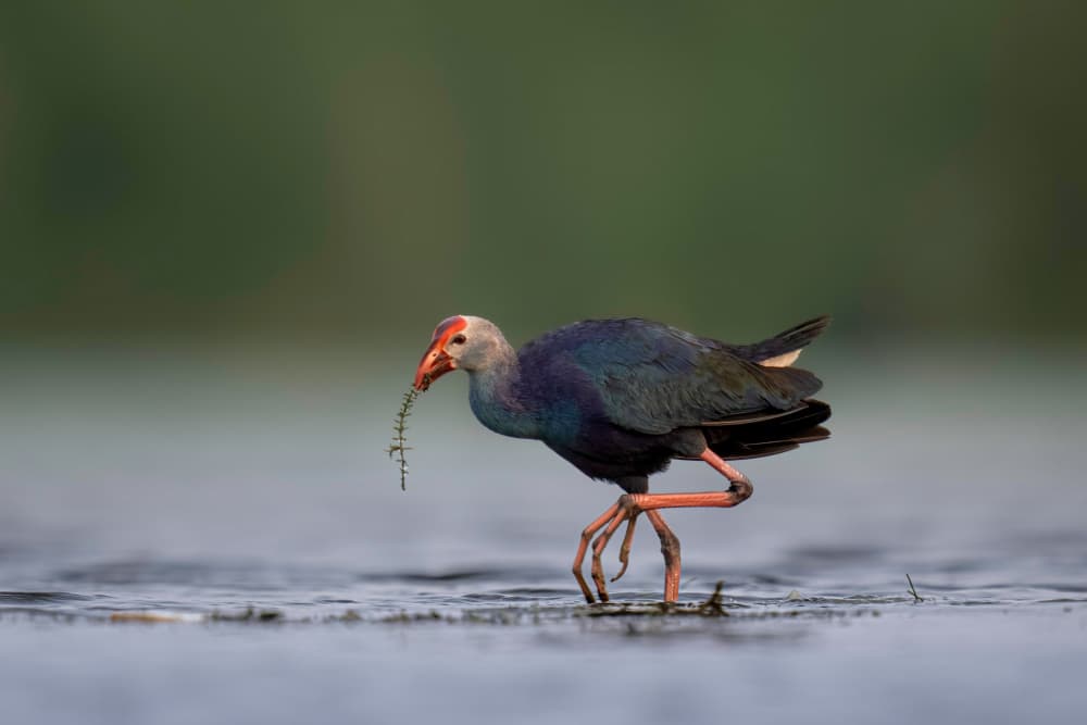 Wading Purple Swamphen by Rajat Dhesi — canvas wall art