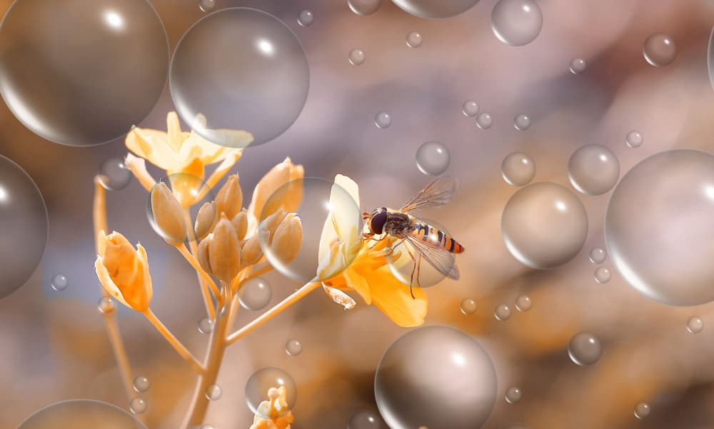 Golden Bloom with Hoverfly by Thierry Dufour — canvas wall art