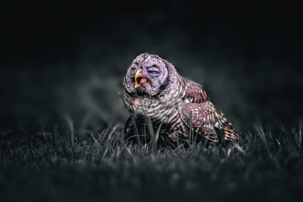 Yawning Barred Owl by Rob Li — canvas wall art