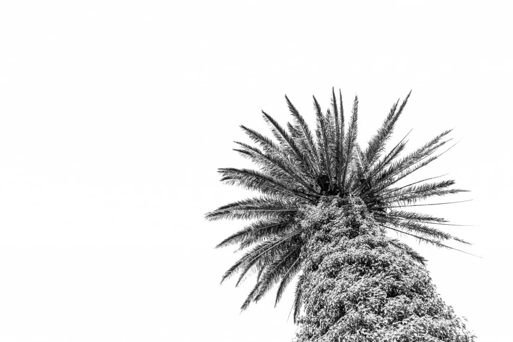 Monochrome Palm Tree by Photolovers — canvas wall art