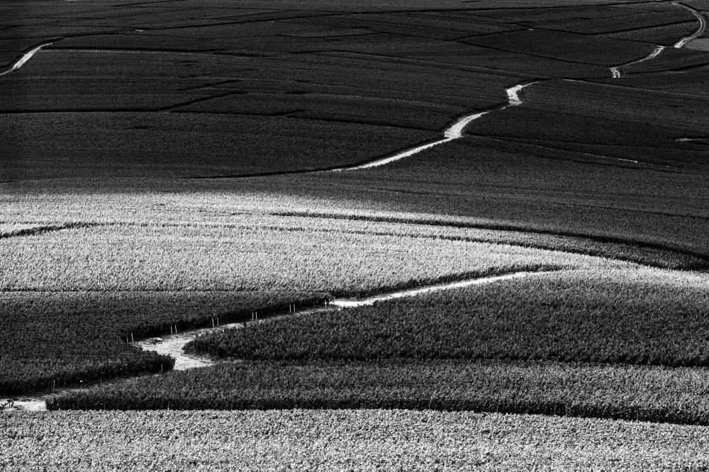 Winding Field Landscape by Hilde Ghesquiere — canvas wall art