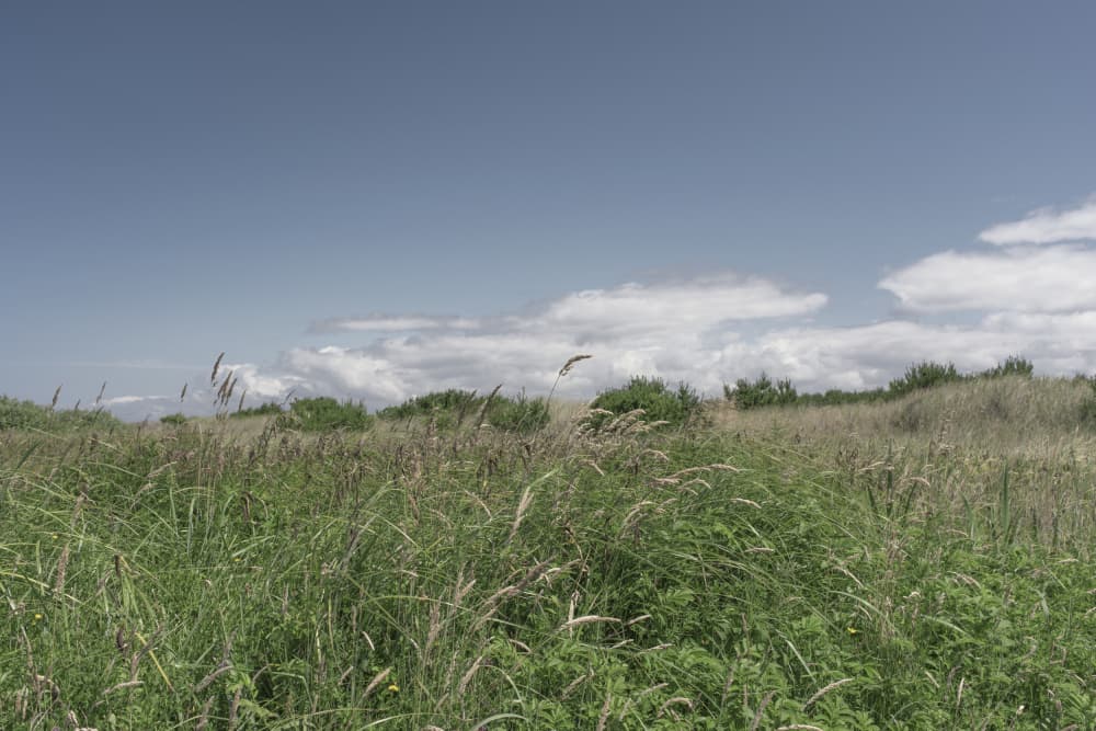 Serene Summer Field by Lynann Colligan — canvas wall art