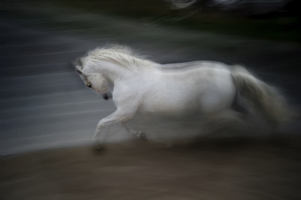 White Horse In Motion by Milan Malovrh — canvas wall art