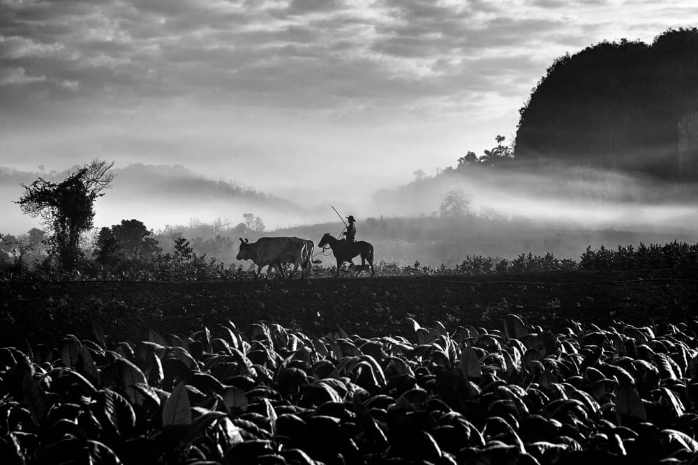 Cuban Tobacco Valley Morning by Gina Buliga — canvas wall art