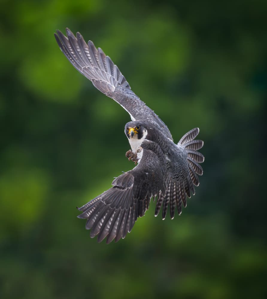 Dynamic Falcon Flight by Xiaobing Tian — canvas wall art