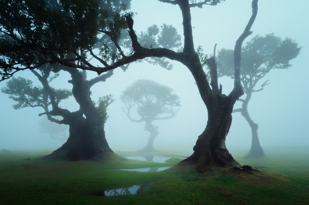 Ancient Trees In Fog by David Martin Castan — canvas wall art