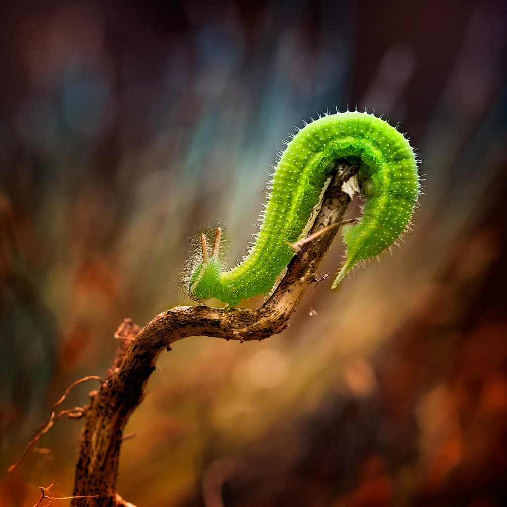 Vibrant Green Caterpillar by Fauzan Maududdin — canvas wall art