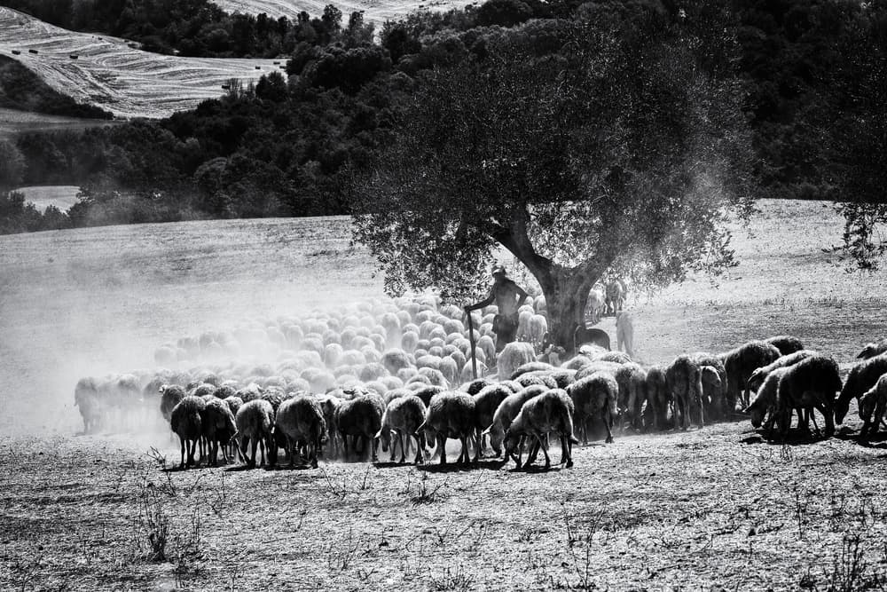 Shepherd's Dusty Flock by Massimo Della Latta — canvas wall art