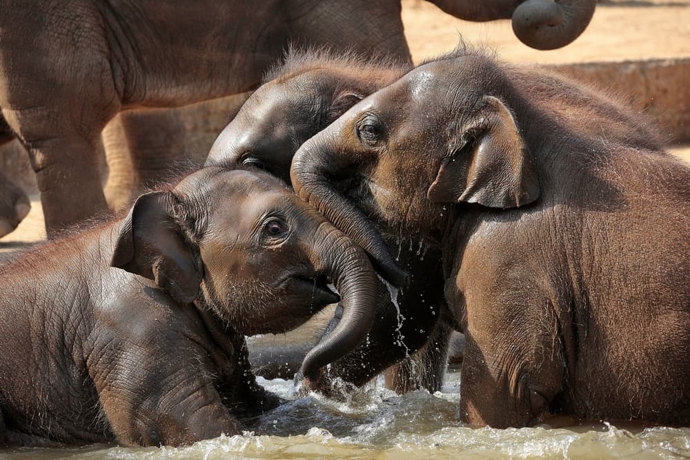 Baby Elephants Playing by Antje Wenner-Braun — canvas wall art