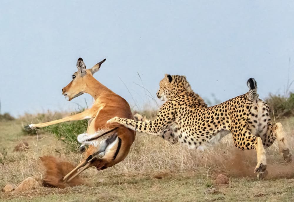 Cheetah Impala Chase by MIN LI — canvas wall art