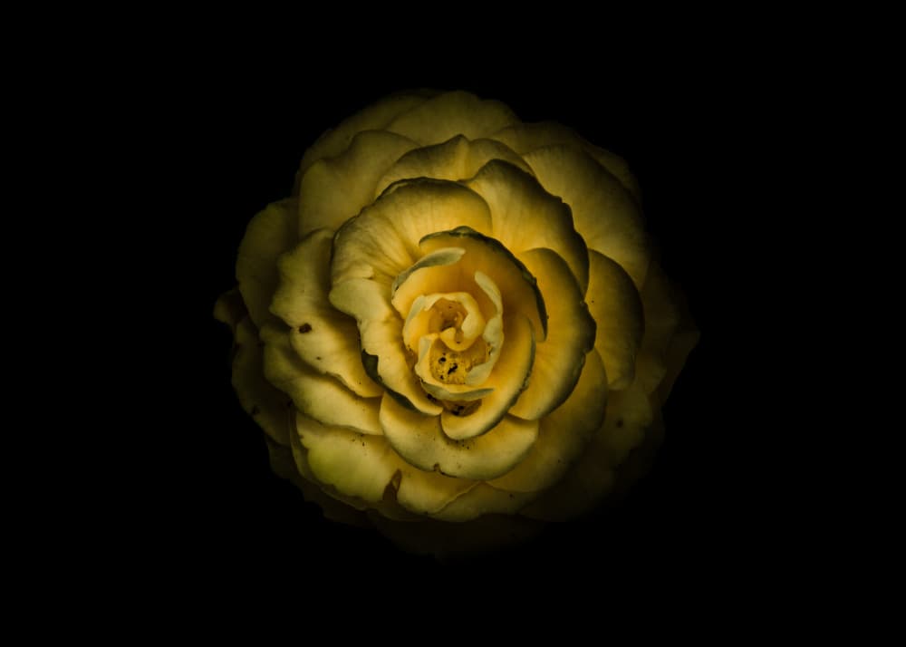 Glowing Yellow Rose by The Learning Curve Photography — canvas wall art