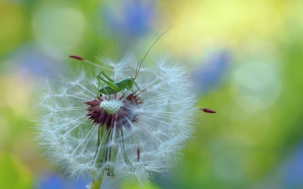 Green Grasshopper on Dandelion by Thierry Dufour — canvas wall art