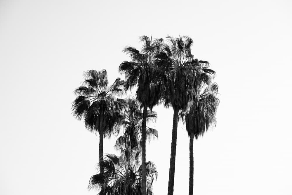 Tropical Palm Silhouettes by Henrike Schenk — canvas wall art