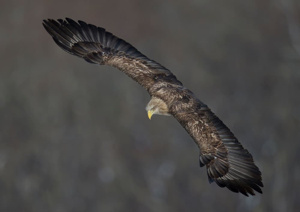 Majestic Eagle In Flight by C.S. Tjandra — canvas wall art
