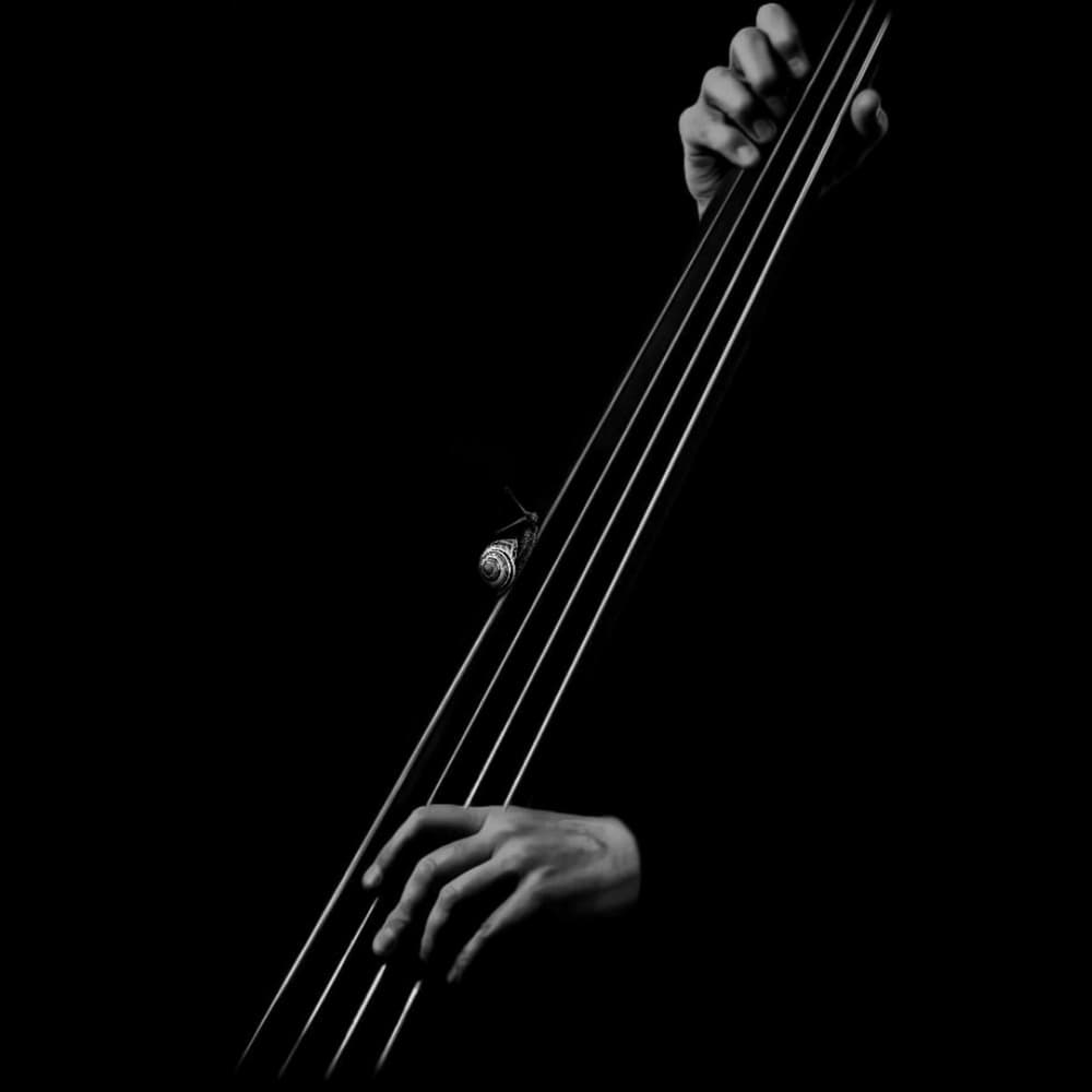 Elegant Bass Snail by Hadi Malijani (Malenjani) — canvas wall art