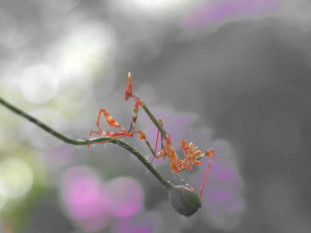 Elegant Orange Mantis by Thierry Dufour — canvas wall art