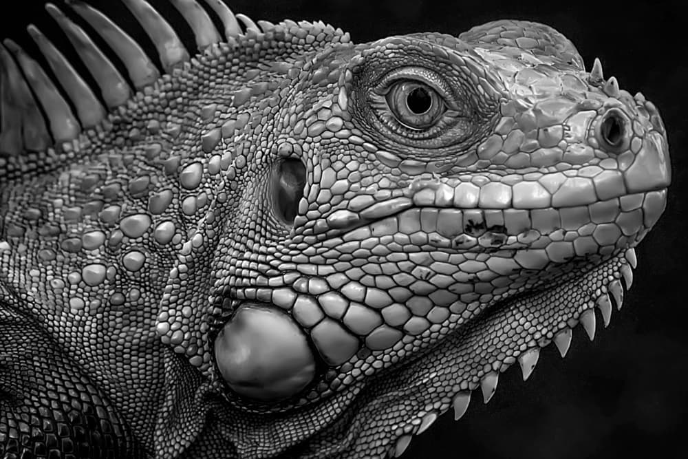 Intense Iguana Gaze by Fauzan Maududdin — canvas wall art