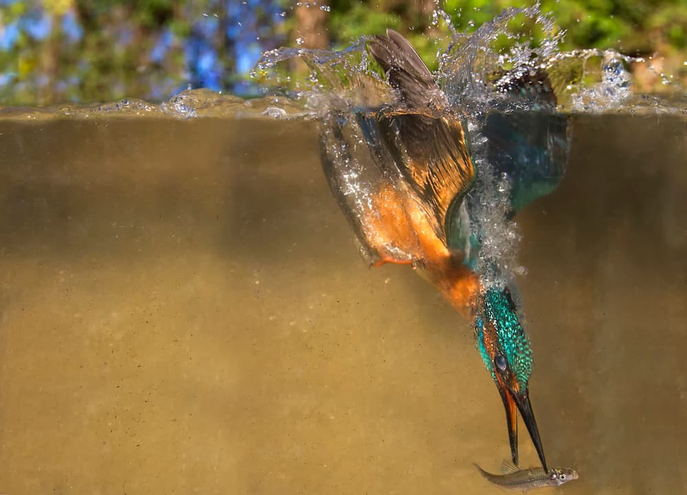 Kingfisher Catches Fish by Marco Redaelli — canvas wall art