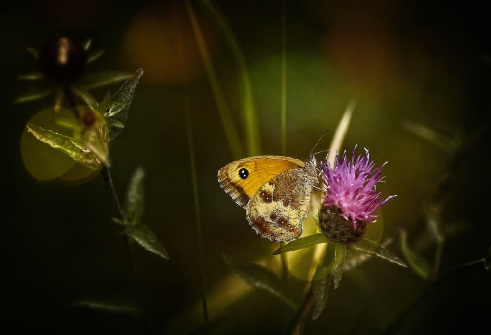 Golden Butterfly Thistle by Anna Cseresnjes — canvas wall art