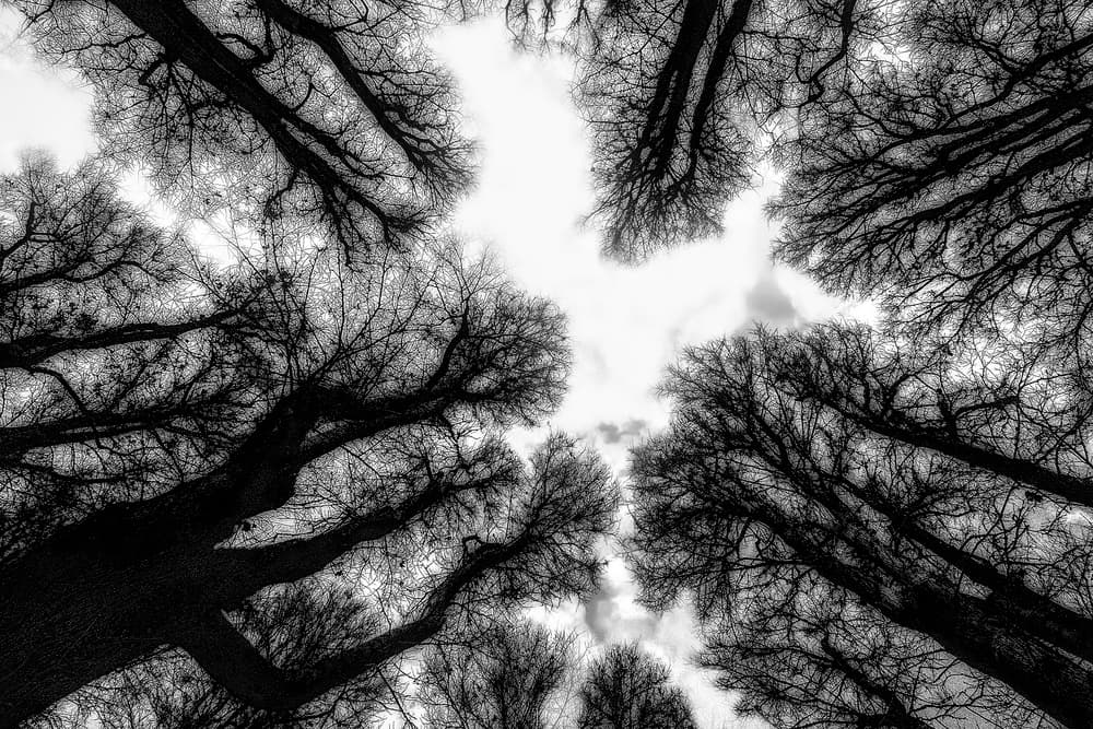 Silhouetted Winter Trees by Paulo Abrantes — canvas wall art