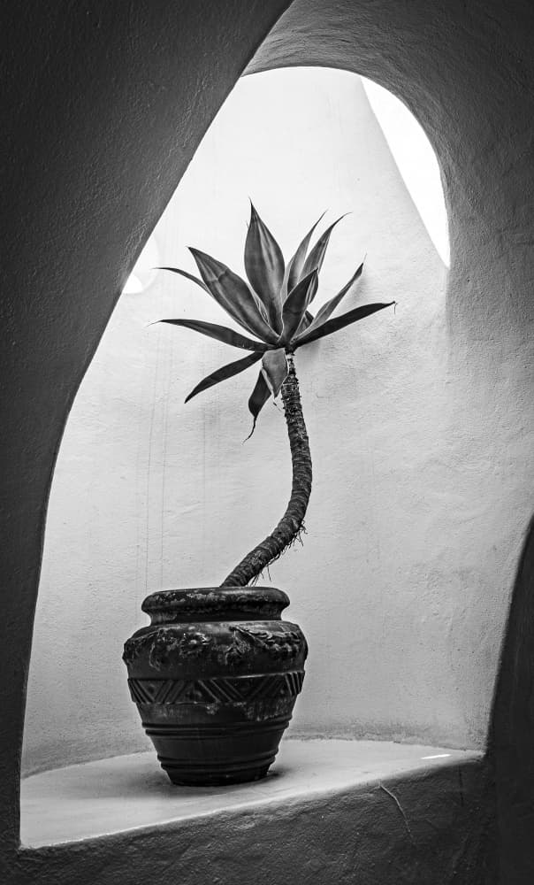 Agave In Arch Light by Michael Bangiev — canvas wall art