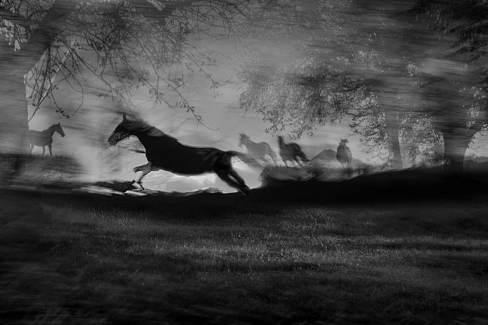 Wild Horses In Motion by Milan Malovrh — canvas wall art