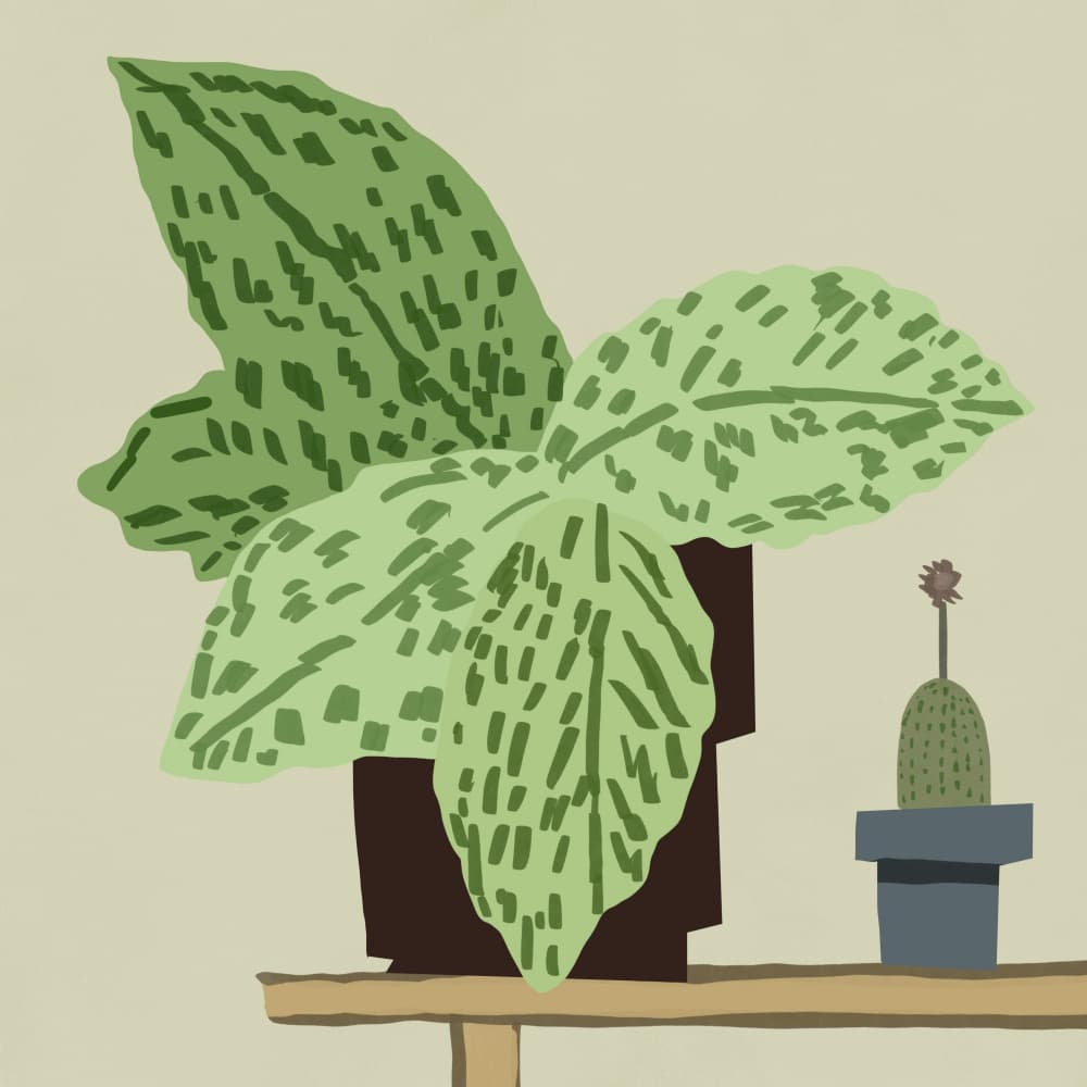 Modern Botanical Shelf by Little Dean — canvas wall art