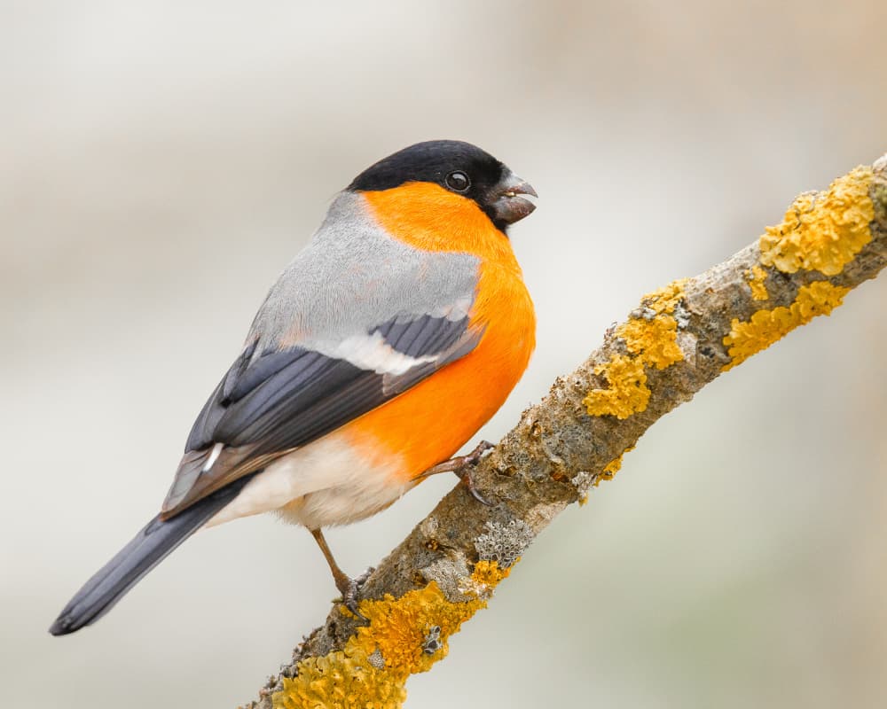 Bright Bullfinch on Branch by Annie Keizer — canvas wall art