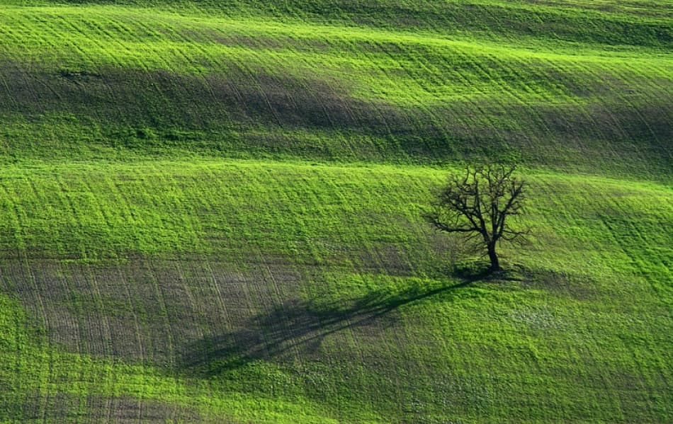 Green Fields Lone Tree by Bror Johansson — canvas wall art