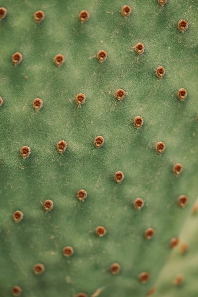 Prickly Cactus Texture by Javier Pardina — canvas wall art