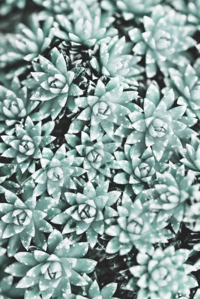 Mint Green Succulents by Pictufy Studio III — canvas wall art
