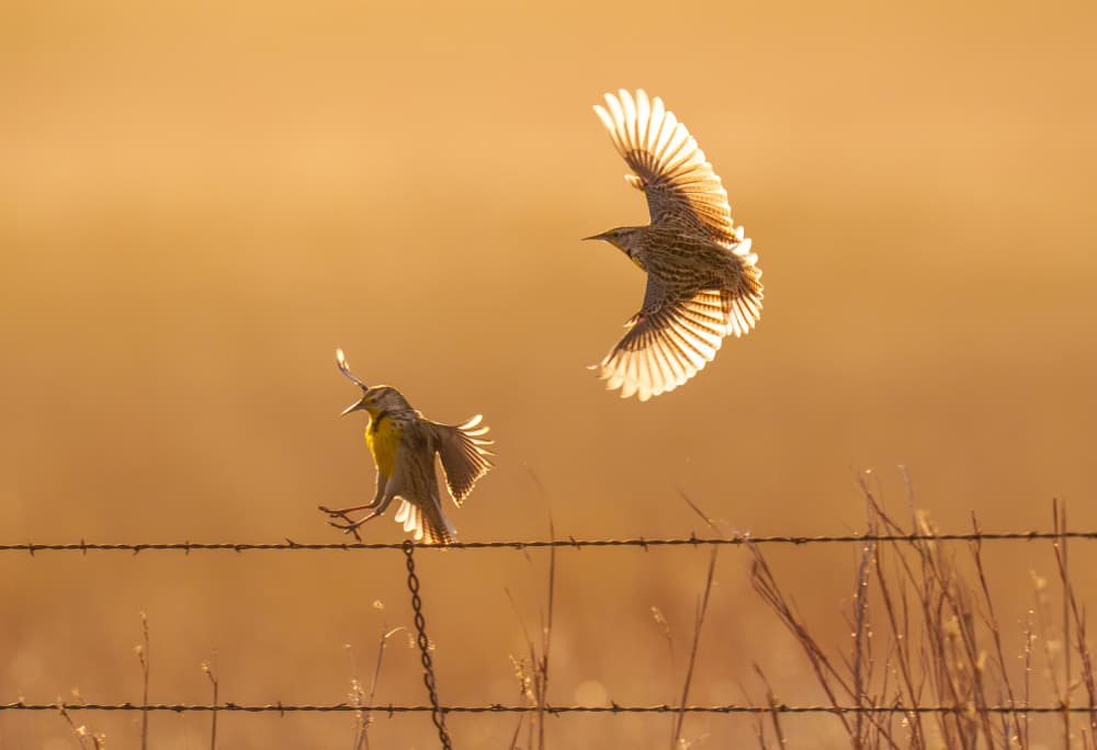 Birds Golden Light by Serena Duan — canvas wall art