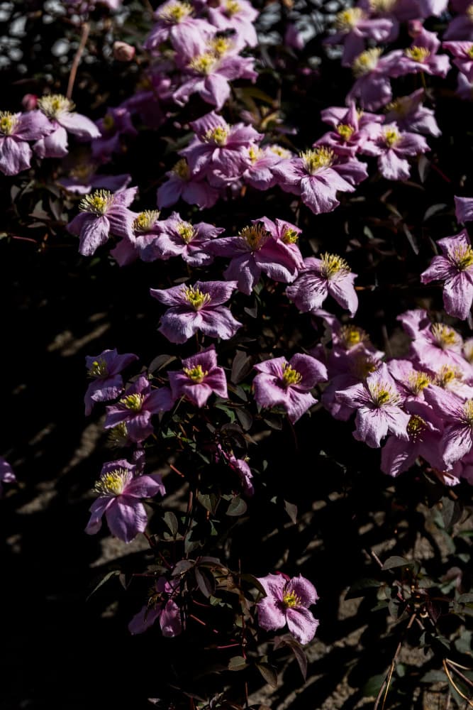 Vibrant Purple Clematis by Mareike Böhmer — canvas wall art