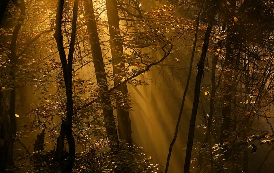 Golden Forest Light by Norbert Maier — canvas wall art