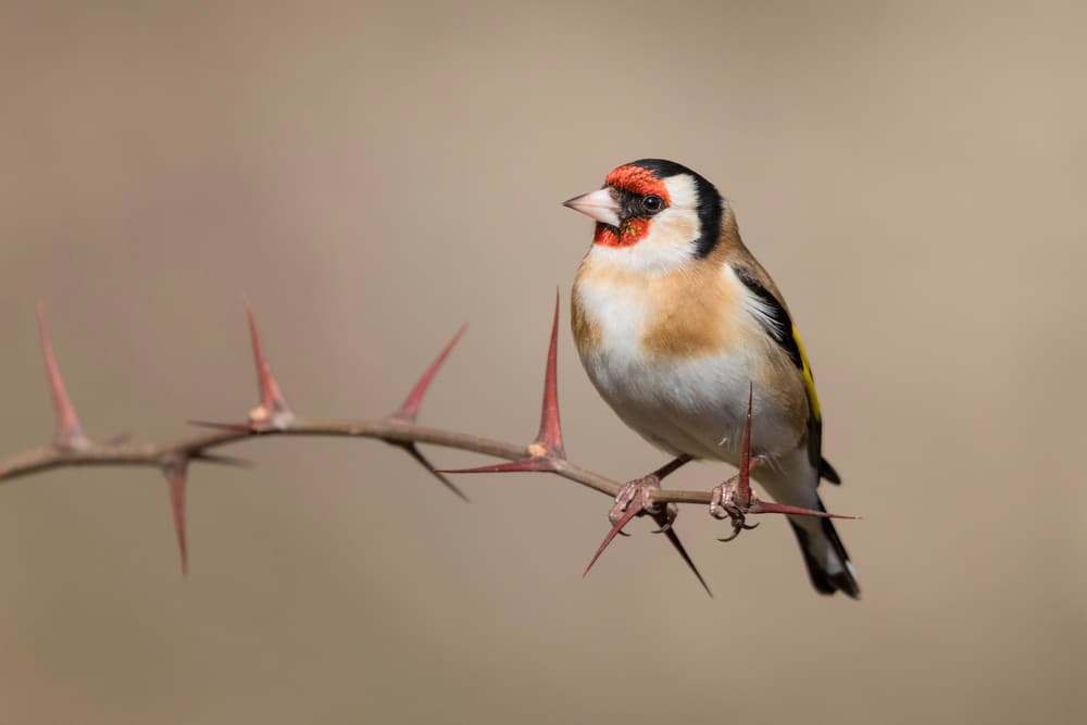 Goldfinch on Thorny Branch by Paolo Bolla — canvas wall art
