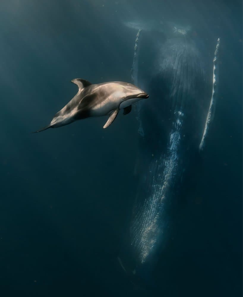 Dolphin Whale Encounter by Jennifer Lu — canvas wall art