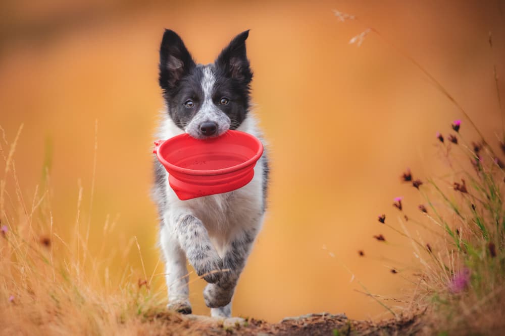 Playful Puppy Red Bowl by Pali Gerec — canvas wall art