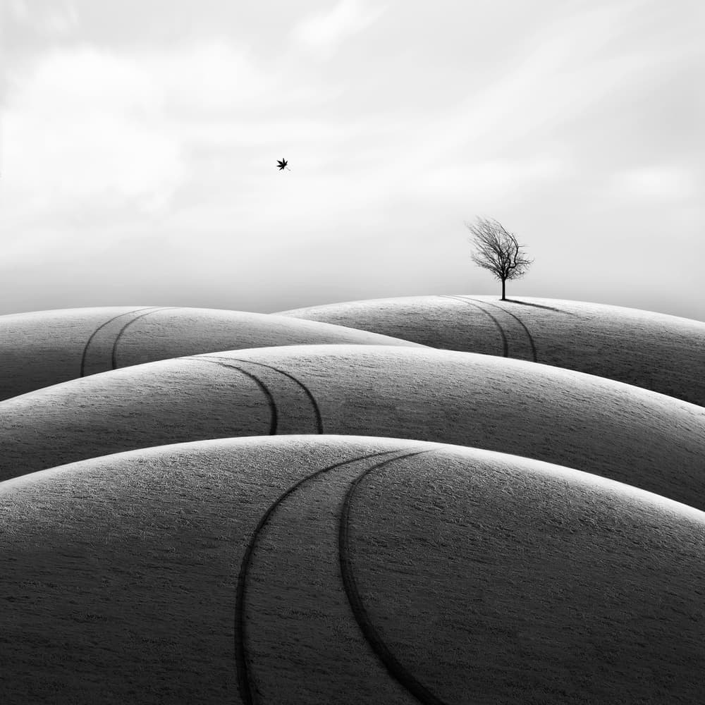 Winding Hills Lone Tree by Hadi Malijani (Malenjani) — canvas wall art