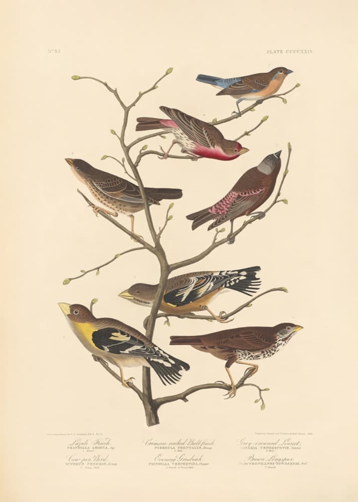 Lazuli Finch by John James Audubon/ Rob Havell — canvas wall art