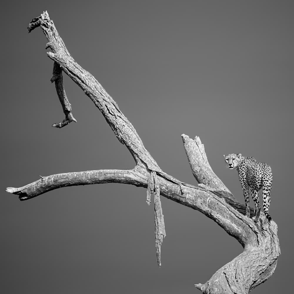 Cheetah on Dead Tree by Ali Khataw — canvas wall art