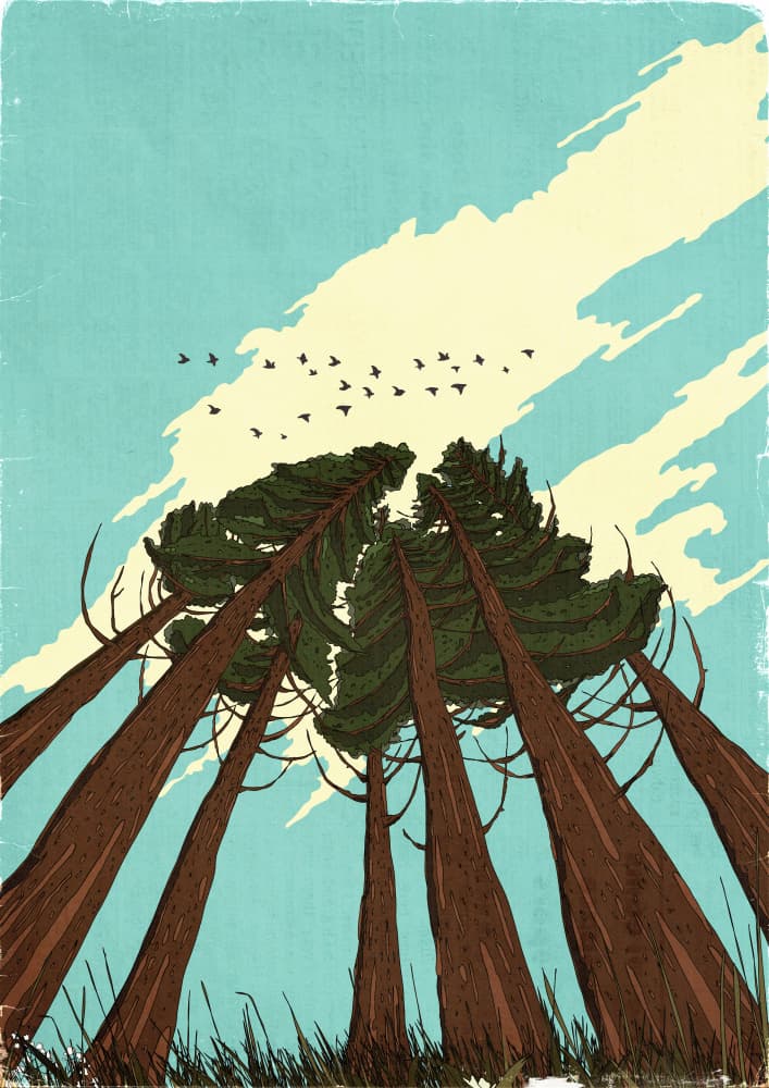 Towering Trees And Birds by Nicholas — canvas wall art